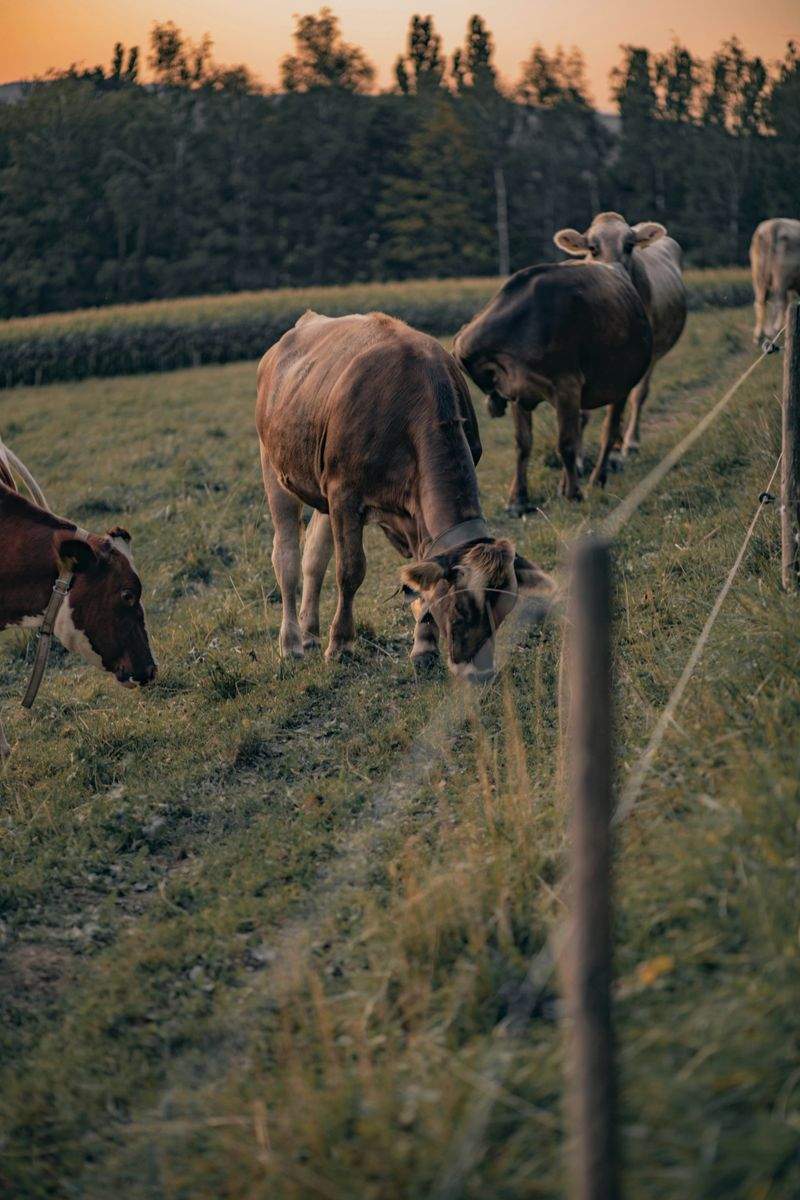 Ganadería Sierra del Encinar